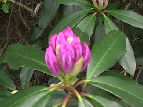 Kám,Rododendron virágzás 028