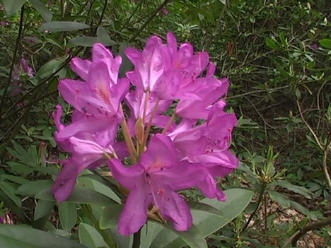 Kám,Rododendron virágzás 033