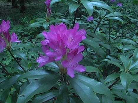 Kám,Rododendron virágzás 036