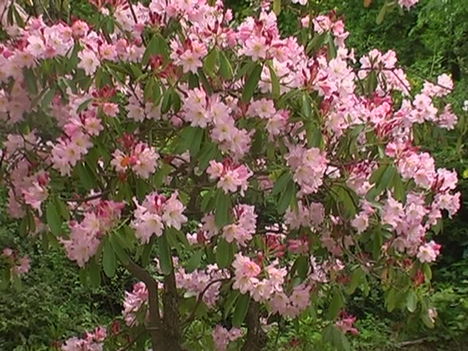 Kám,Rododendron virágzás 044