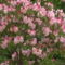 Kám,Rododendron virágzás 044