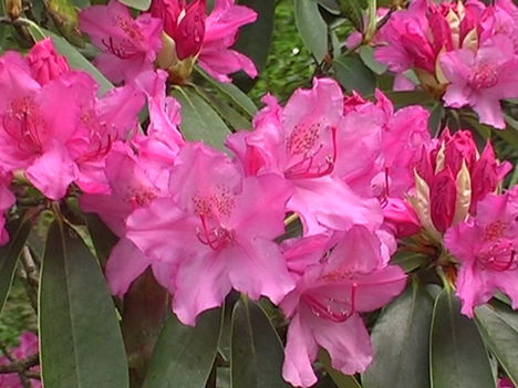 Kám,Rododendron virágzás 047