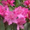 Kám,Rododendron virágzás 047