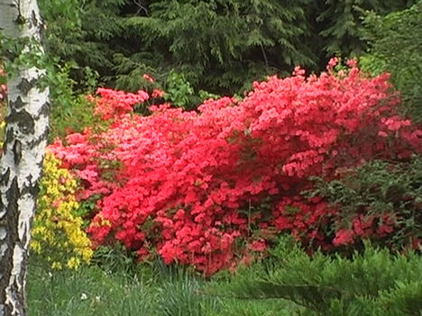 Kám,Rododendron virágzás 049