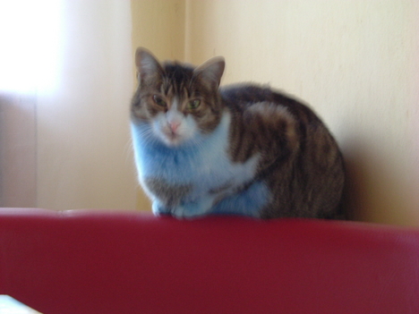 kékmanó 2