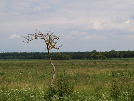 Magányos cédrus, helyett kóró :-)