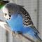 Blue_male_budgie