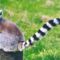 ring-tailed-lemur