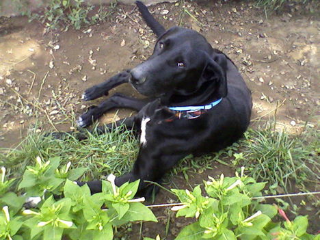Blacky kutyám
