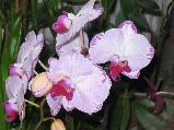Orchidea2