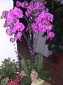 Orchidea cserepes