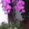 Orchidea cserepes
