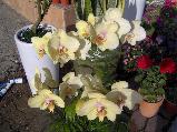 Sárga Orchidea