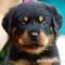 rottweiler_9[1]