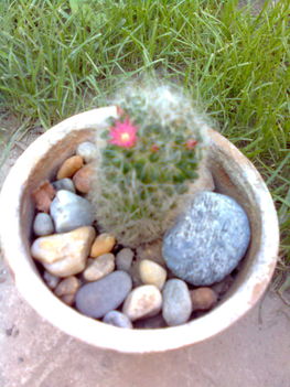 Mammillaria