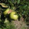 Golden alma első termése