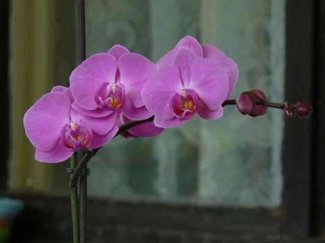 orchida