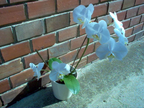 orchidea II