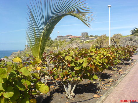 Tenerife 2009. április 5