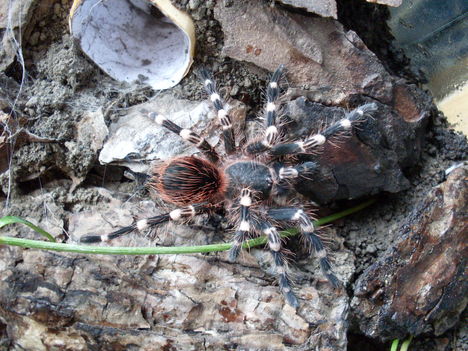 Acanthoscurria Geniculata