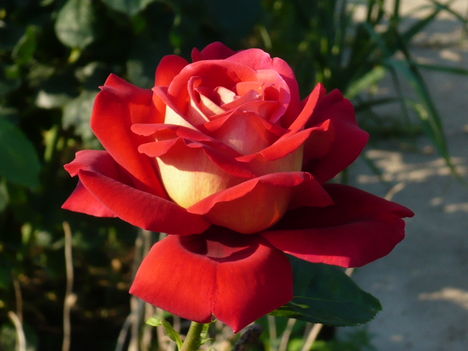 Kétszínű régi rózsa