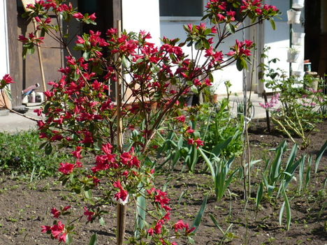 Rhododentron