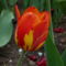 Sárgás tulipán 2009