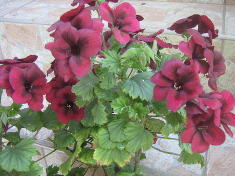 francia pelargonia