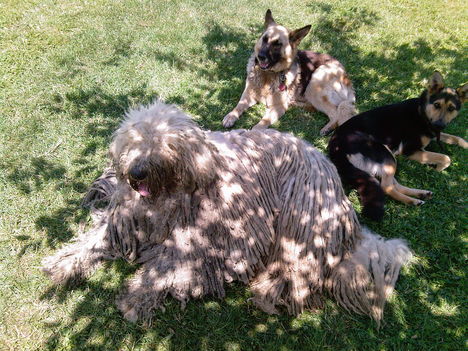 Krisztián kutyái : Zeusz , Gina , és lánya Vera
