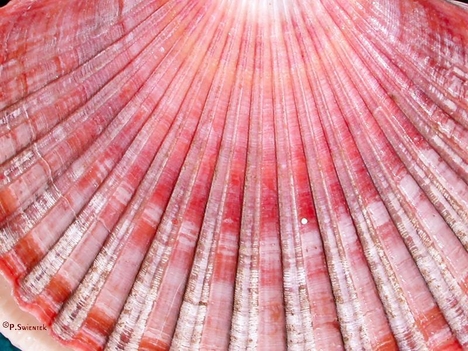 Rózsaszín kagyló