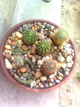 Kaktusz tál 3