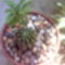 Kaktusz tál 4
