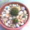 Kaktusztál 1(Thelocactus setispinus) ez a középső.