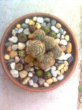 Kaktusztál 2 (középen:Mammillaria prolifera.