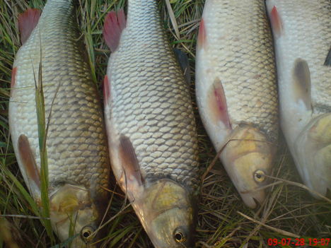 DSC00010