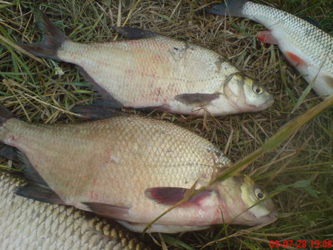 DSC00011