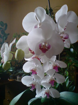 Orchidea