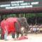 Nong_Nooch_Tropical_Garden-Pattaya, elefántshow