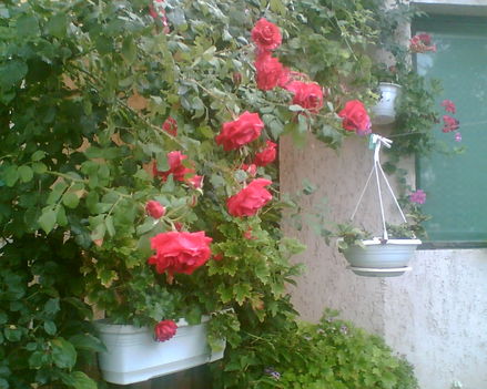 futó rózsa