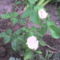 Pici fehér rózsa
