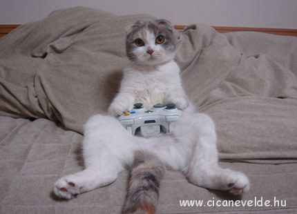 xbox360cat