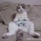 xbox360cat