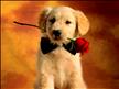 kutyus rózsával