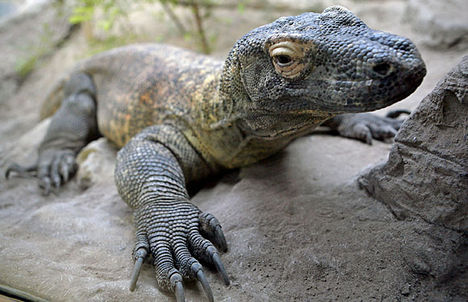 20090525komodoisa9
