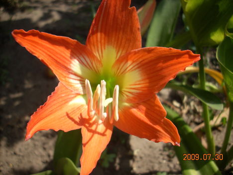 amarillisz