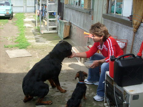 jutifalatosztás a kutyusoknak ....:) 