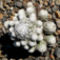 Escobaria sneedii ssp. leei