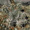 Grusonia clavata (Opuntia)