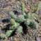 Opuntia arenaria