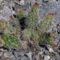 Opuntia polyacantha var. erinacea